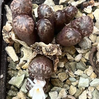 conophytum pellucidum 4 голови