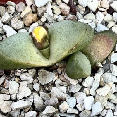 tanquana prismatica