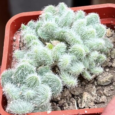 sedum hintonii