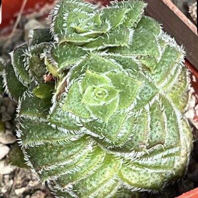 crassula hemisphaerica aff