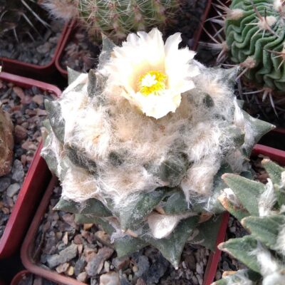 Ariocarpus retusus -hybr- cube-7cm-щеплений-