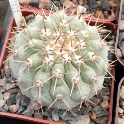 Copiapoa – Cactus-shop
