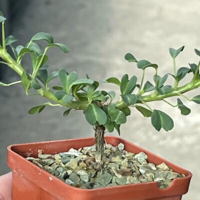 sarcocaulon vanderietiae