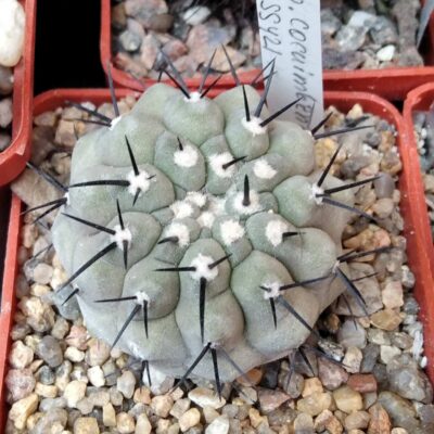 Copiapoa cocuimbana SS421 -cube-6cm- like Cop. cinerea-
