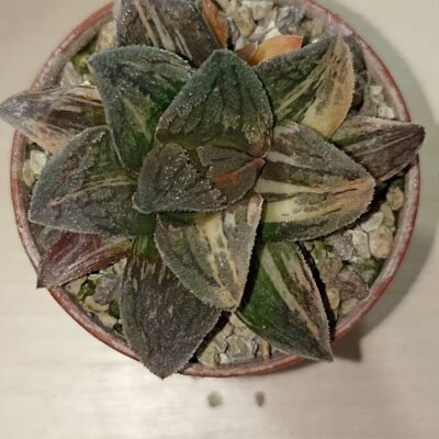 Haworthia Pygmaea Tiger Variegated