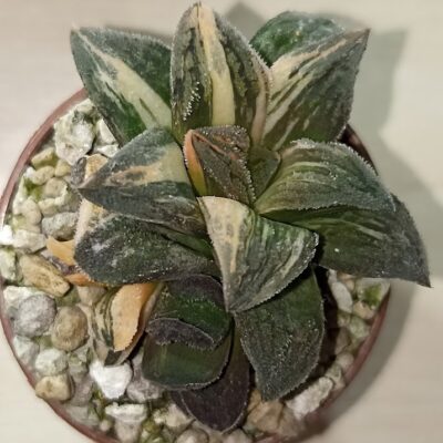 Haworthia Pygmaea Tiger Variegated