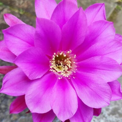 Echinopsis hybr.