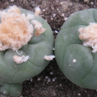 Lophophora diffusa v swobodae JJH0010296 насіння
