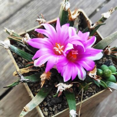 Neogomesia agavoides f. sanluiseris