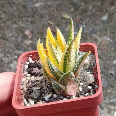haworthia pumila f variegata