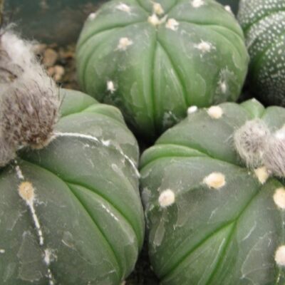 Astrophytum asterias cv Fuckuruy насіння