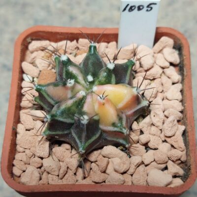 1005 Gymnocalycium mihanovichii f.variegata seedling