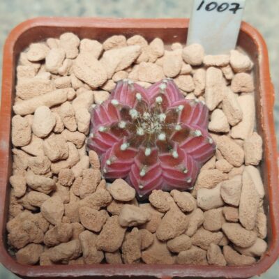 1007 Gymnocalycium mihanovichii 'Neon' seedling
