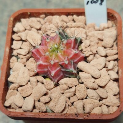 1008  Gymnocalycium mihanovichii f.variegata seedling