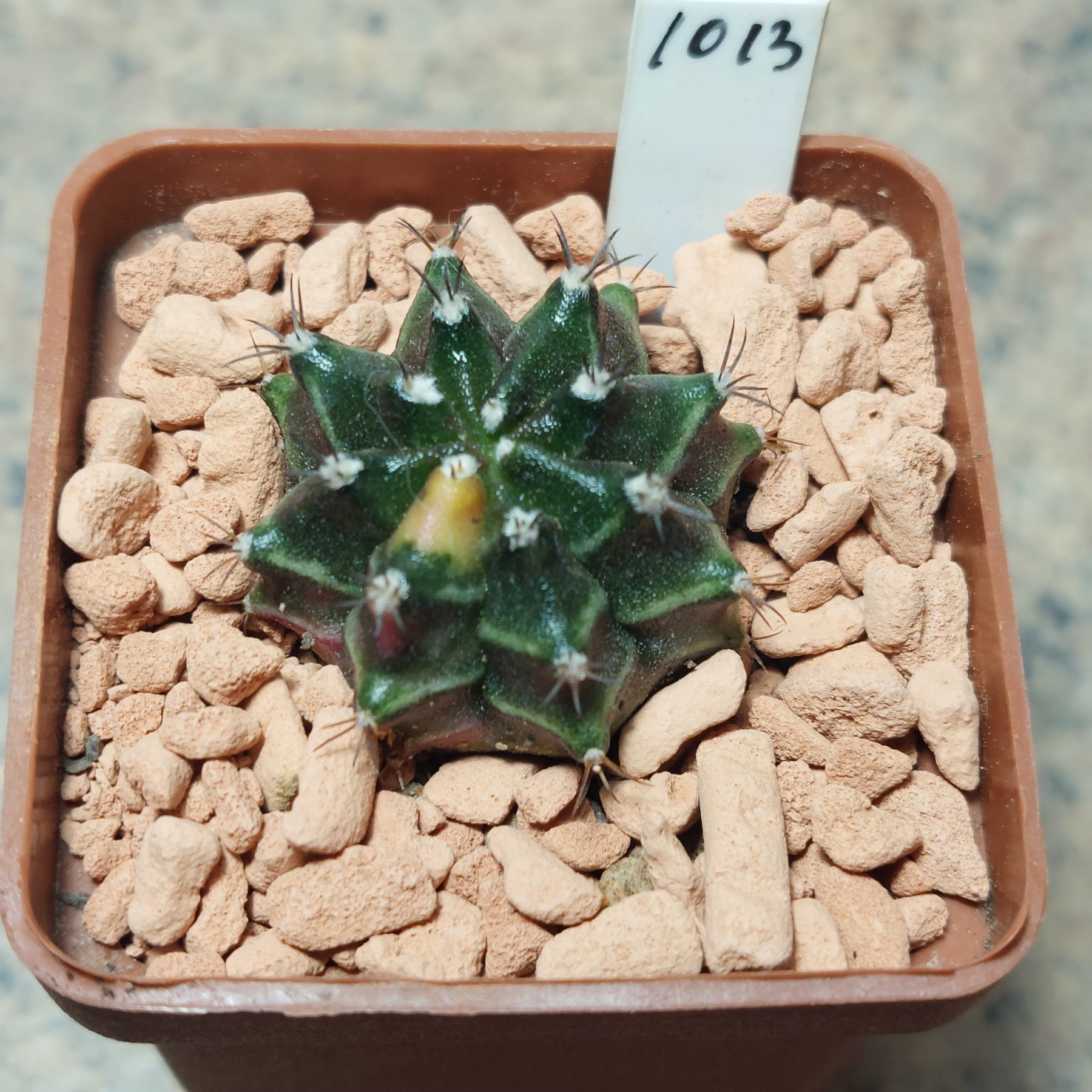 1013 Gymnocalycium mihanovichii f.variegata seedling