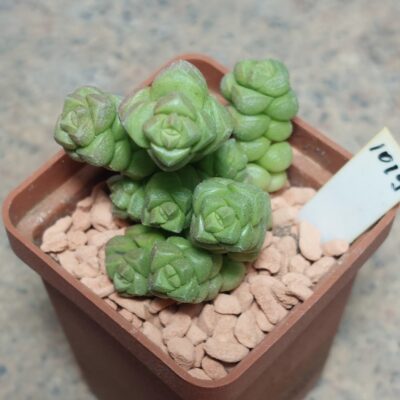 1019 Crassula marchandii
