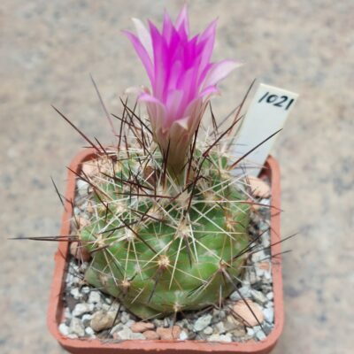 1021 Coryphantha ramillosa