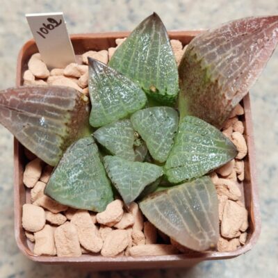 1062 Haworthia schultiana x retusa x comptoniana F2