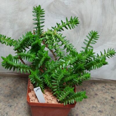 1063 Crassula aff. schimperi