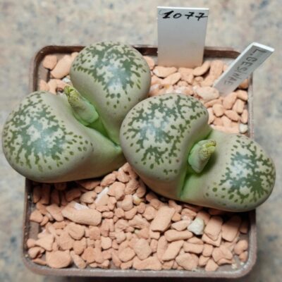 1077 Lithops gesinae весь горщик , вік 11 років