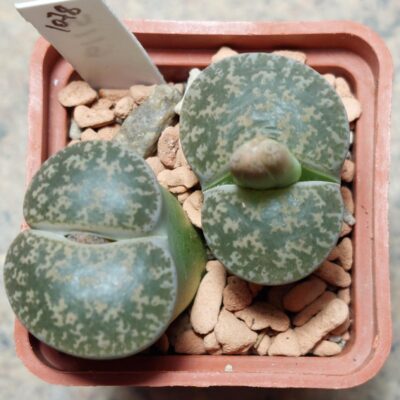 1078 Lithops lesliei C407 , вік 8 років