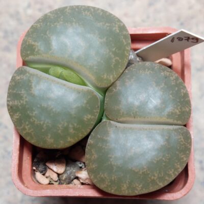 1079 Lithops lesliei C139 весь горщик , вік 10 років
