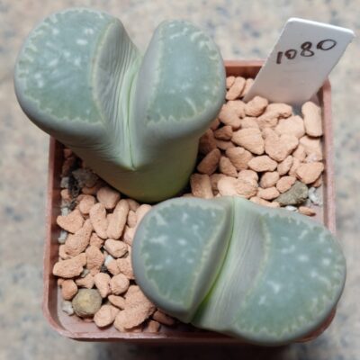 1080 Lithops marmorata , вік 10 років