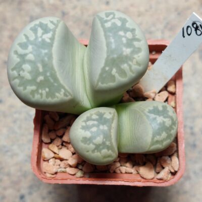 1081 Lithops marmorata , вік 6 років