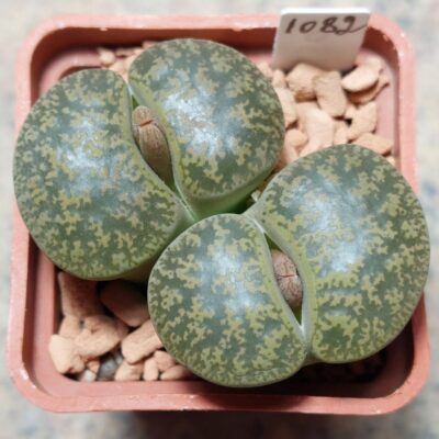 1082 Lithops lesliei , вік 8 років