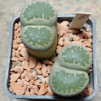 1083 Lithops salicola , вік 6 років