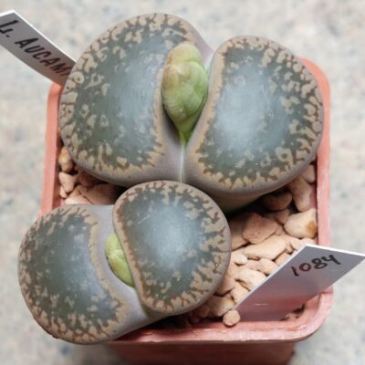 1084 Lithops aucampiae L2-92 вік 9 років