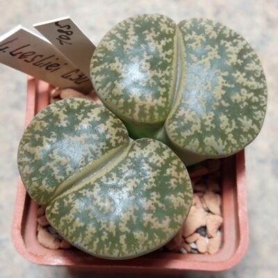 1085 Lithops liesliei C30 вік 8 років