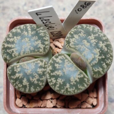 1086 Lithops liesliei C30 вік 9 років