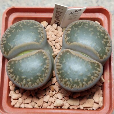 1087 Lithops aucampiae L2-92 вік 8 років