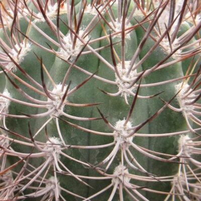 Pyrrhocactus umadave v marayensis VS27 насіння