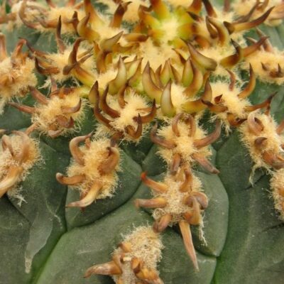 Gymnocalycium unguispinum насіння