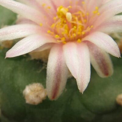 Lophophora viridiscens KKR285 La Morita насіння