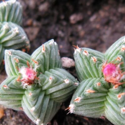 Aztekium valdezii PP1593 насіння