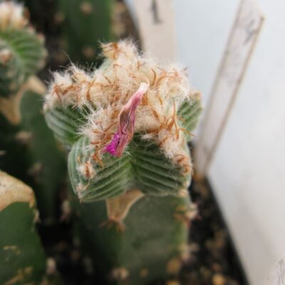 Aztekium valdezii PP1593 #1