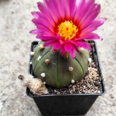 Astrophytum asterias-hybr.