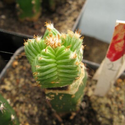 Aztekium valdeziiPP1593 #2