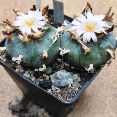 Lophophora Villiamsi