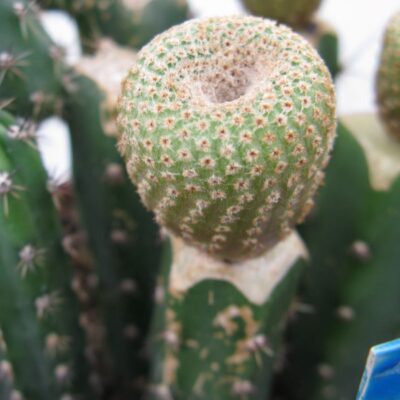 Yavia criptocarpa