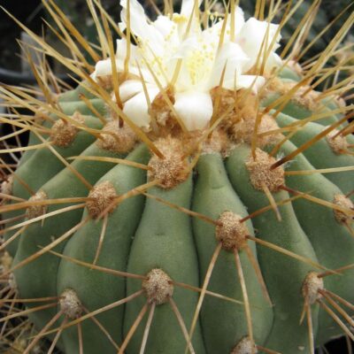 Copiapoa hazeltoniana KBC 988 насіння