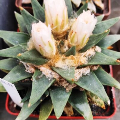 Ariocarpus retusus v.scapharostroides PP 232