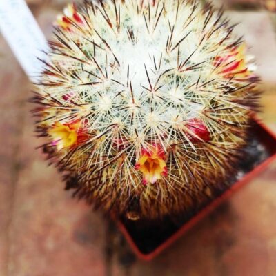Mammillaria densispina
