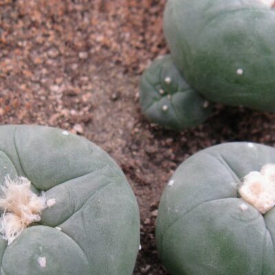 Lophophora echinata H Kunzler насіння
