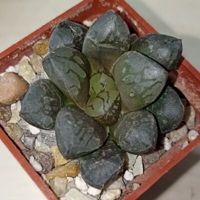 Haworthia Green Flame