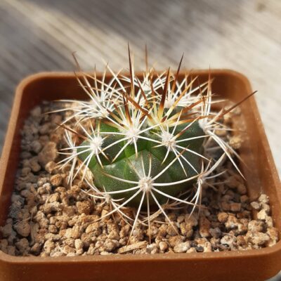 Gymnocactus horripilus