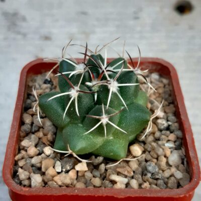 Coryphantha maiz-tablasensis ZRI 460/10 San Bartolo - Tanque Los Angeles